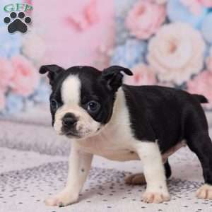 Jay, Boston Terrier Puppy